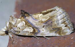 Image of Moonseed Moth