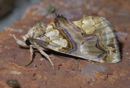 Image of Moonseed Moth