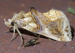 Image of Moonseed Moth