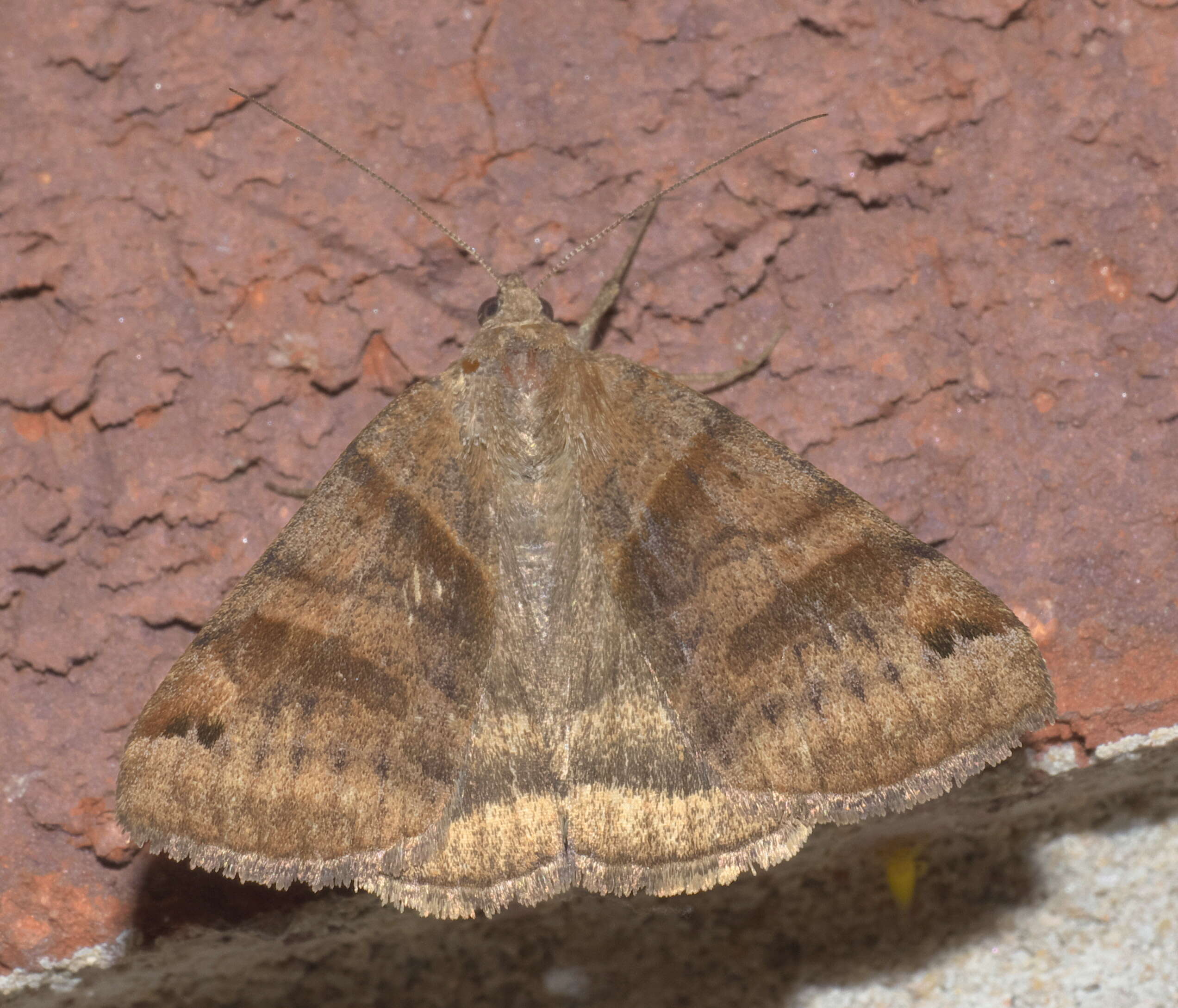 Image of Clover Looper, Range Grass-moth