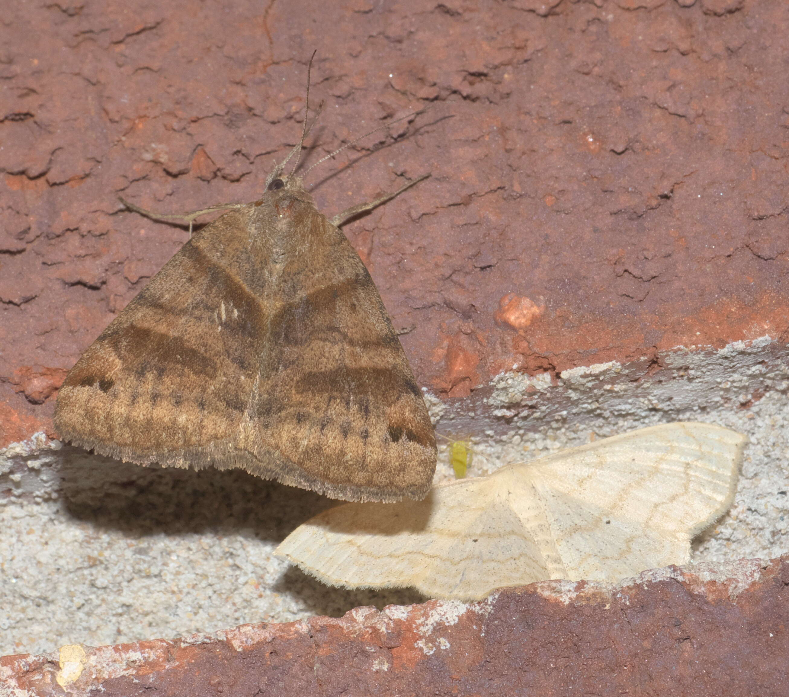 Image of Clover Looper, Range Grass-moth