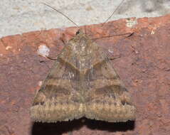 Image of Clover Looper, Range Grass-moth