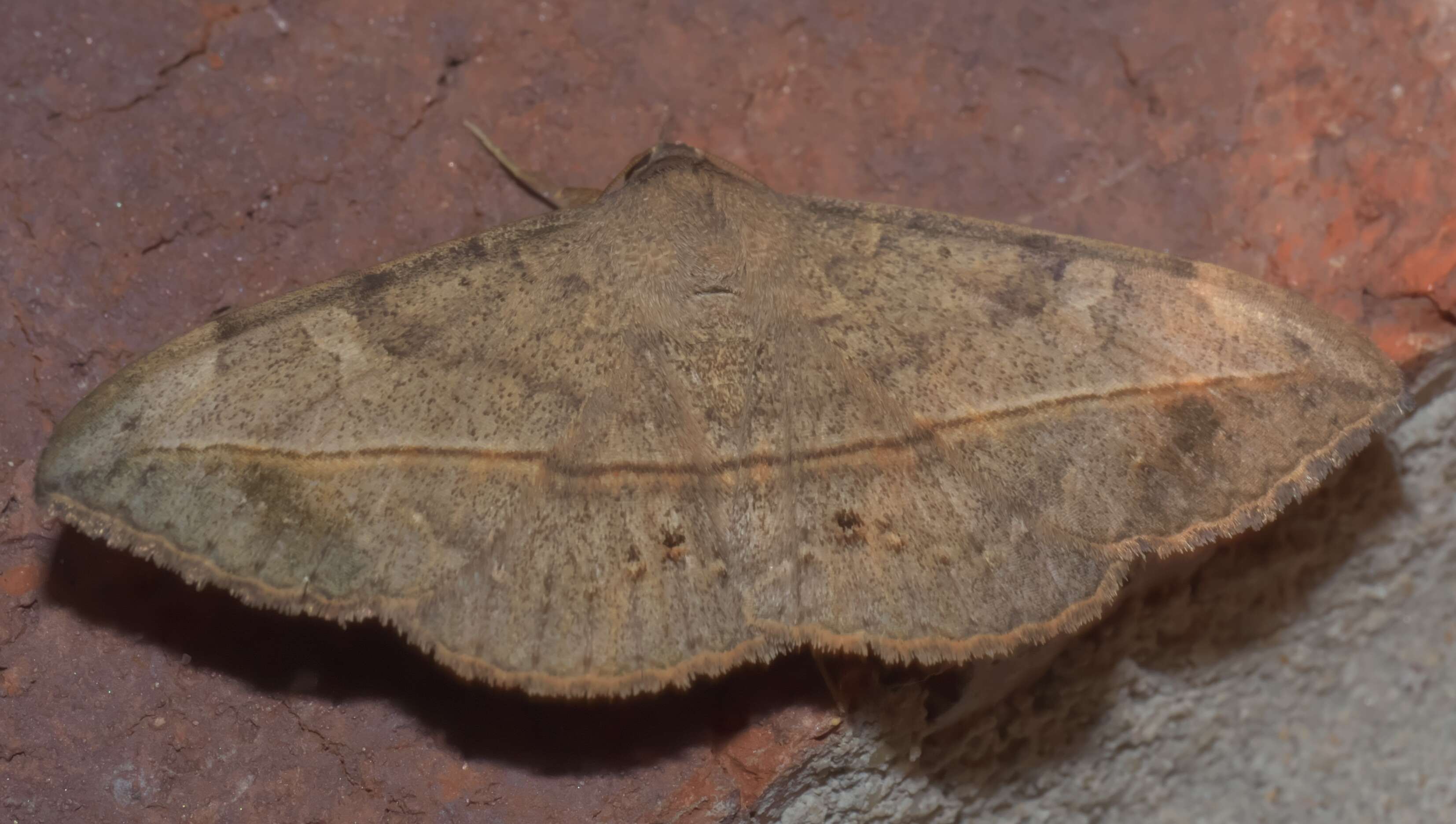 Image of Velvetbean Caterpillar Moth