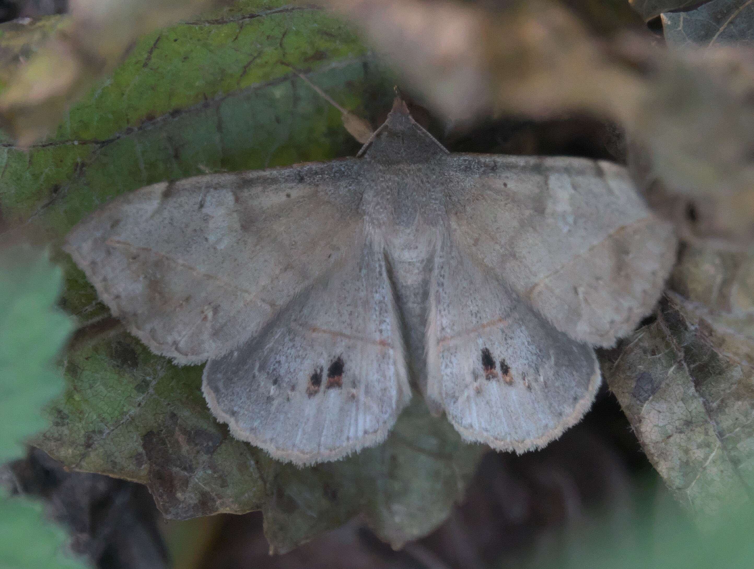 Image of Velvetbean Caterpillar Moth