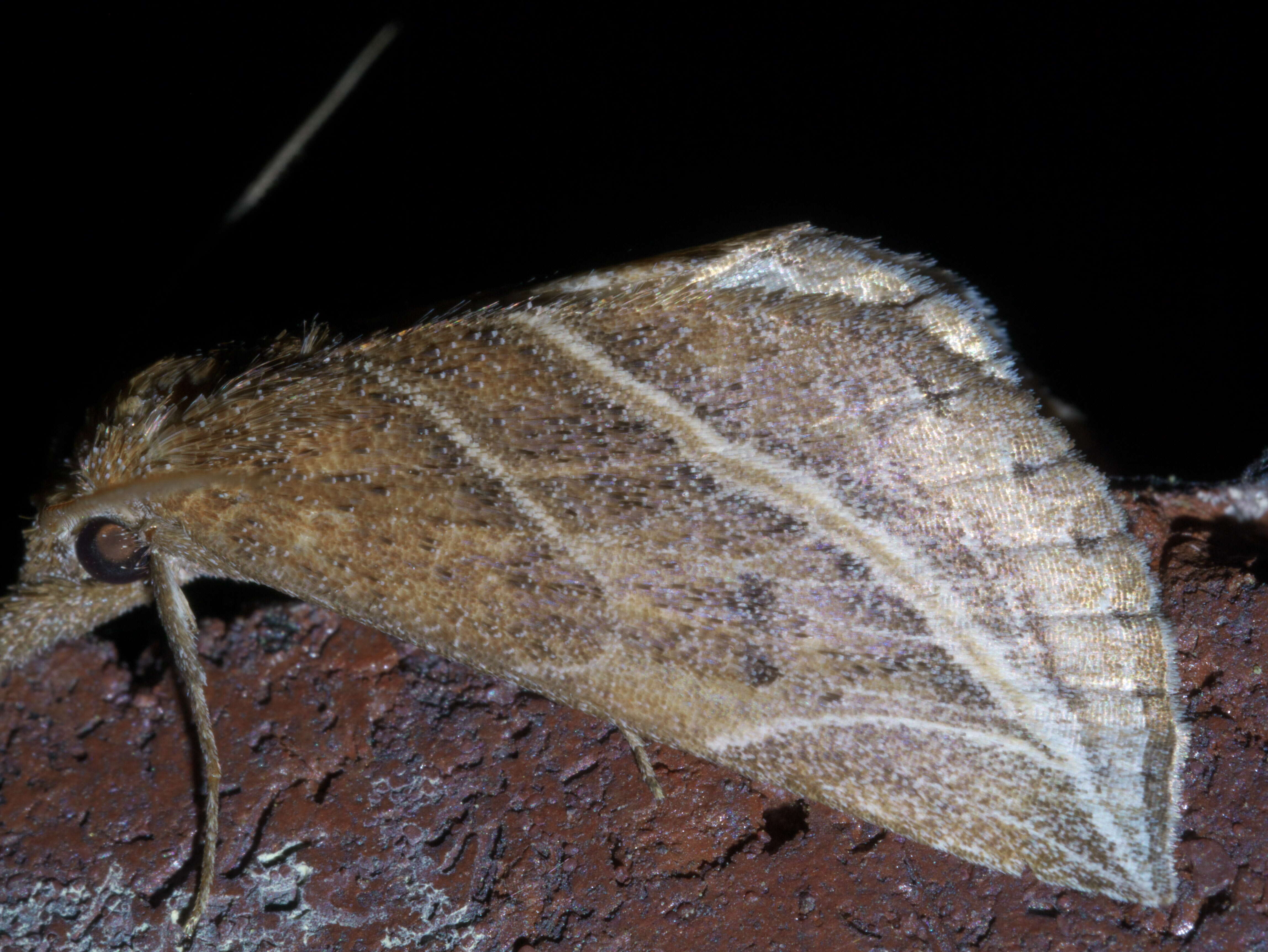 Image of Curve-lined Owlet