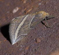 Image of Curve-lined Owlet