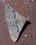 Image of Bent-winged Owlet