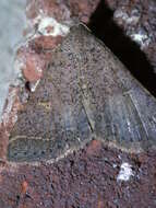 Image of Bent-winged Owlet