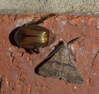 Image of Bent-winged Owlet