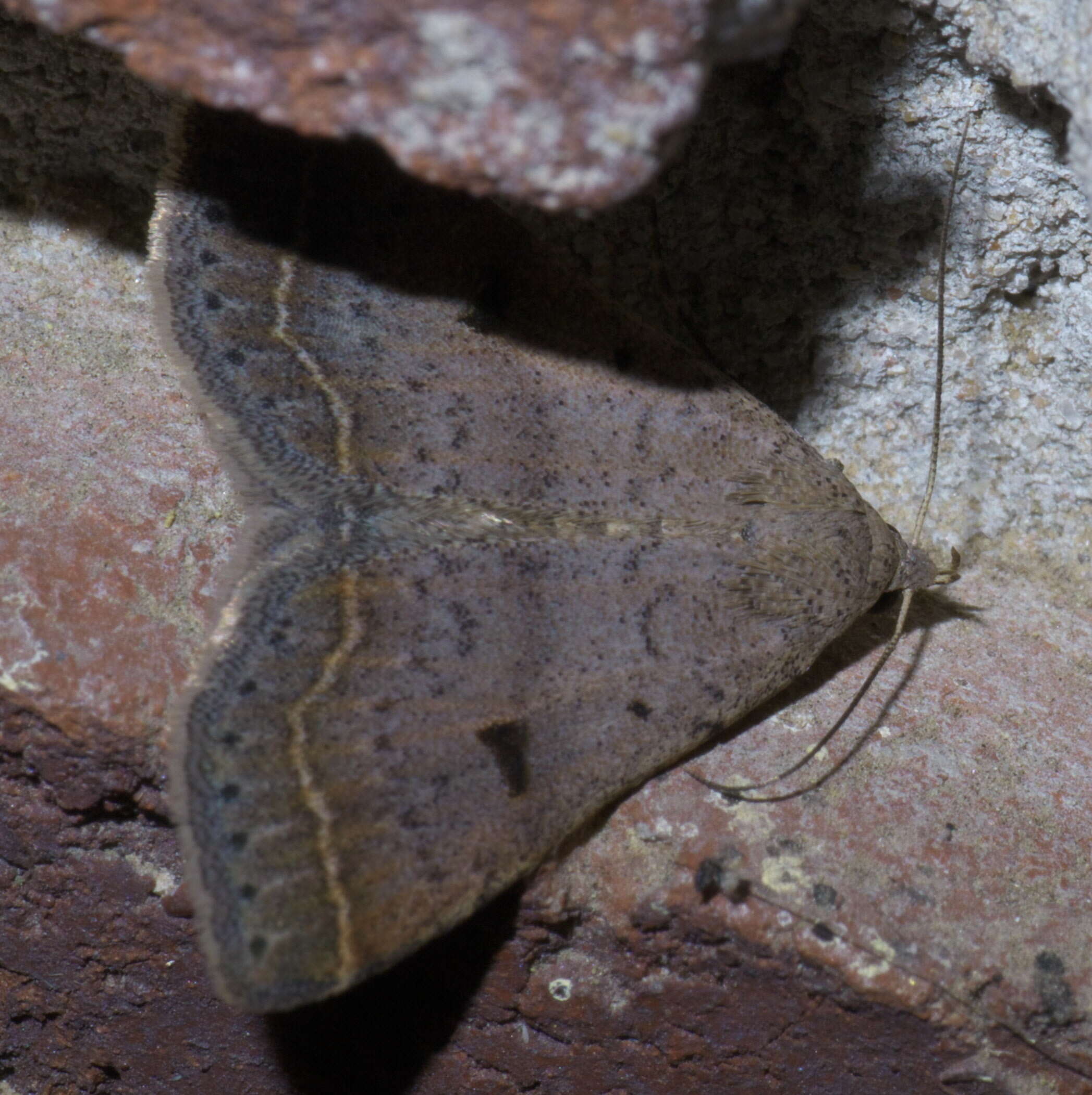 Image of Bent-winged Owlet