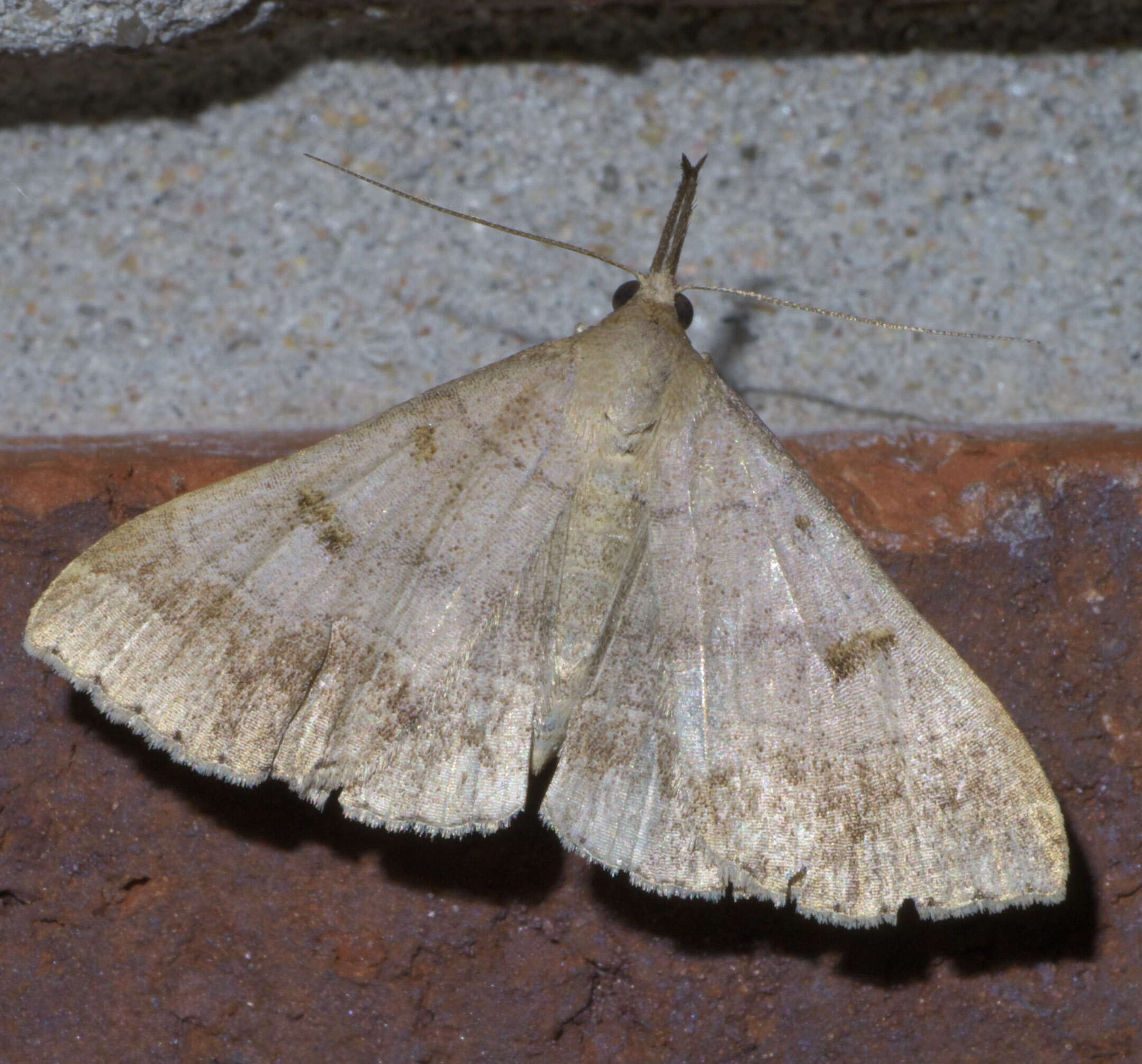 Image of Yellow-spotted Renia