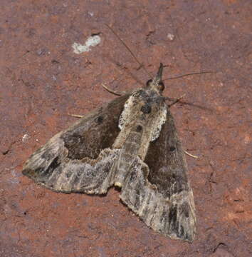 Image of Hypena baltimoralis