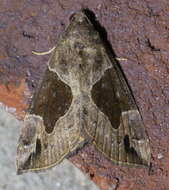 Image of Hypena manalis