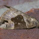 Image of Hypena manalis