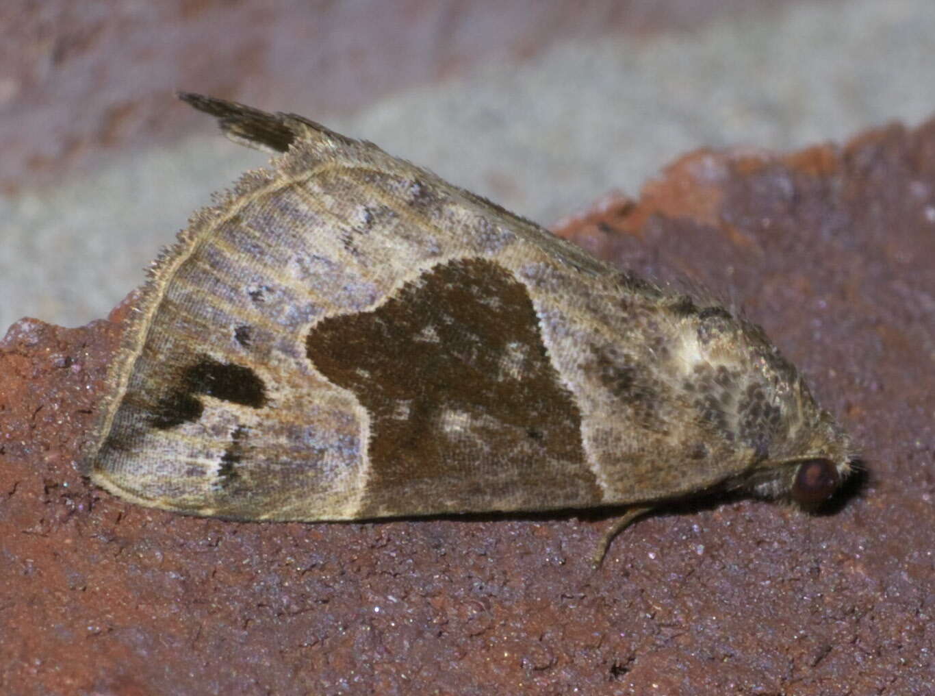 Image of Hypena manalis