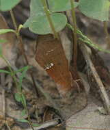 Imagem de Hypsoropha monilis Fabricius 1777