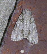 Image of Clear Dagger Moth