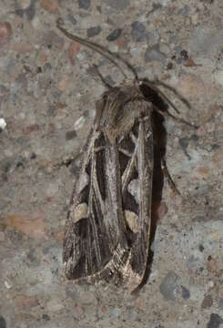 Image of Dingy Cutworm Moth