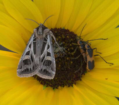 Image of Dingy Cutworm Moth