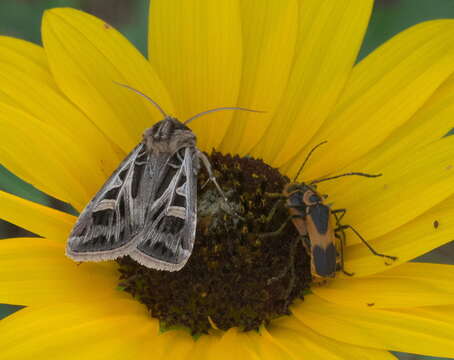 Image of Dingy Cutworm Moth