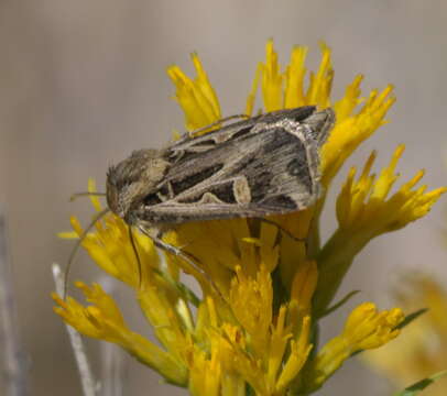 Image of Dingy Cutworm Moth