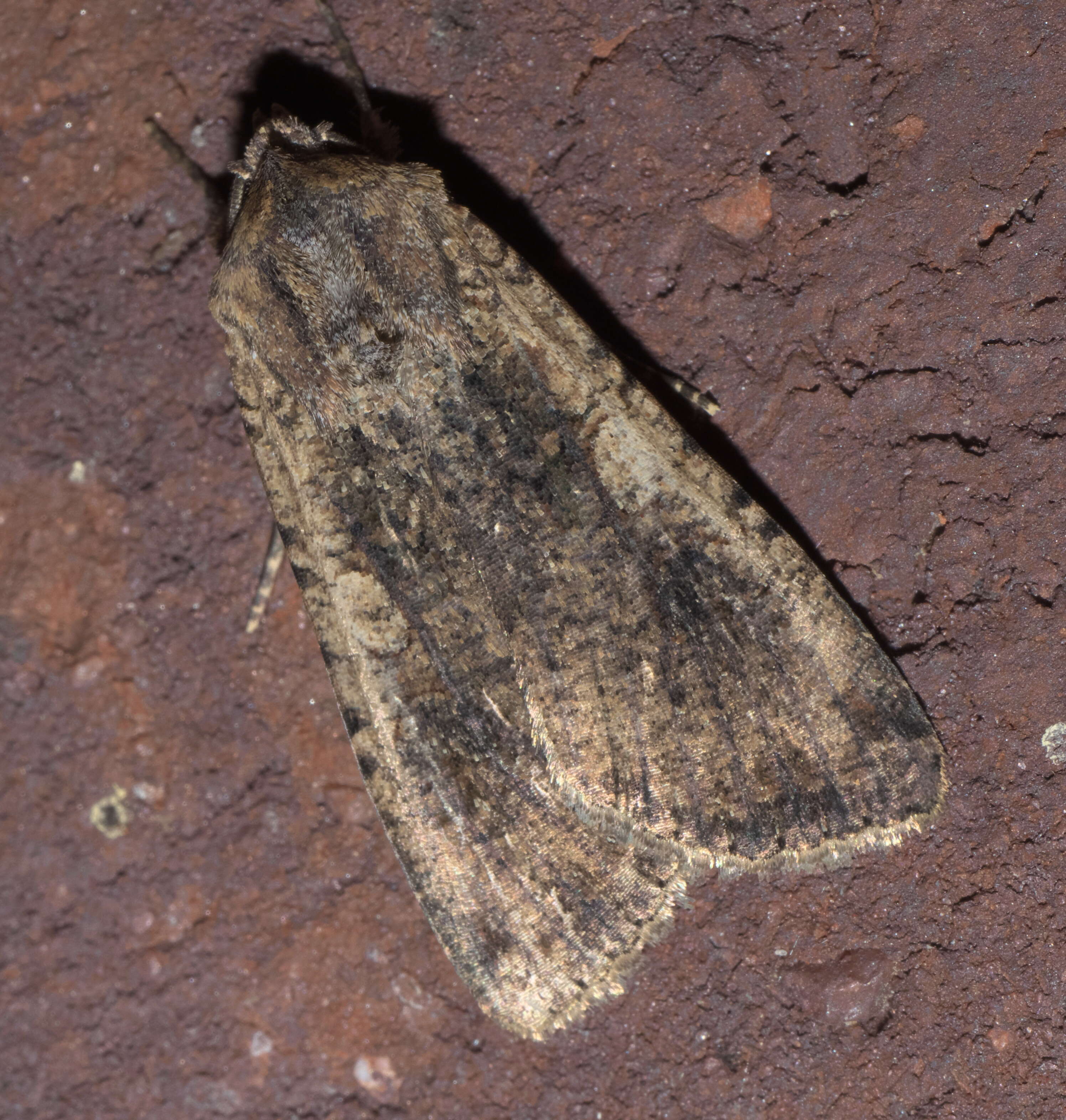 Image of pearly underwing