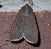 Image of pearly underwing