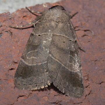 Image of Pale-banded Dart