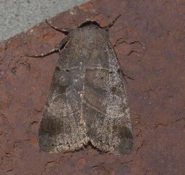 Image of Pale-banded Dart