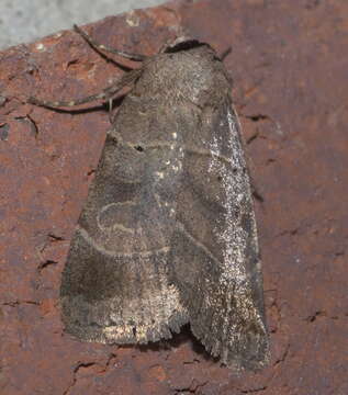 Image of Pale-banded Dart