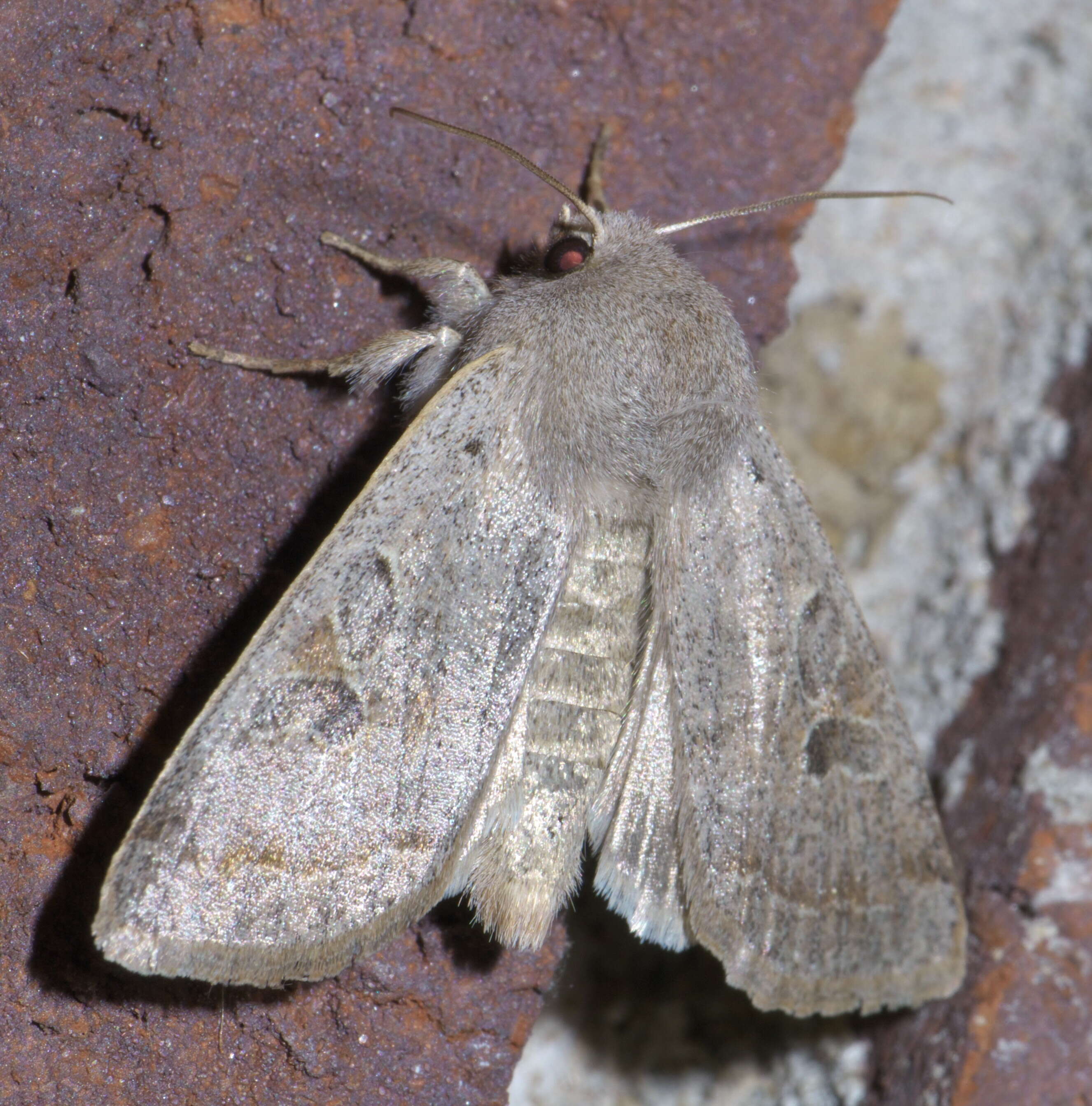 Imagem de Orthosia hibisci Guenée 1852