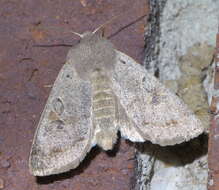 Imagem de Orthosia hibisci Guenée 1852