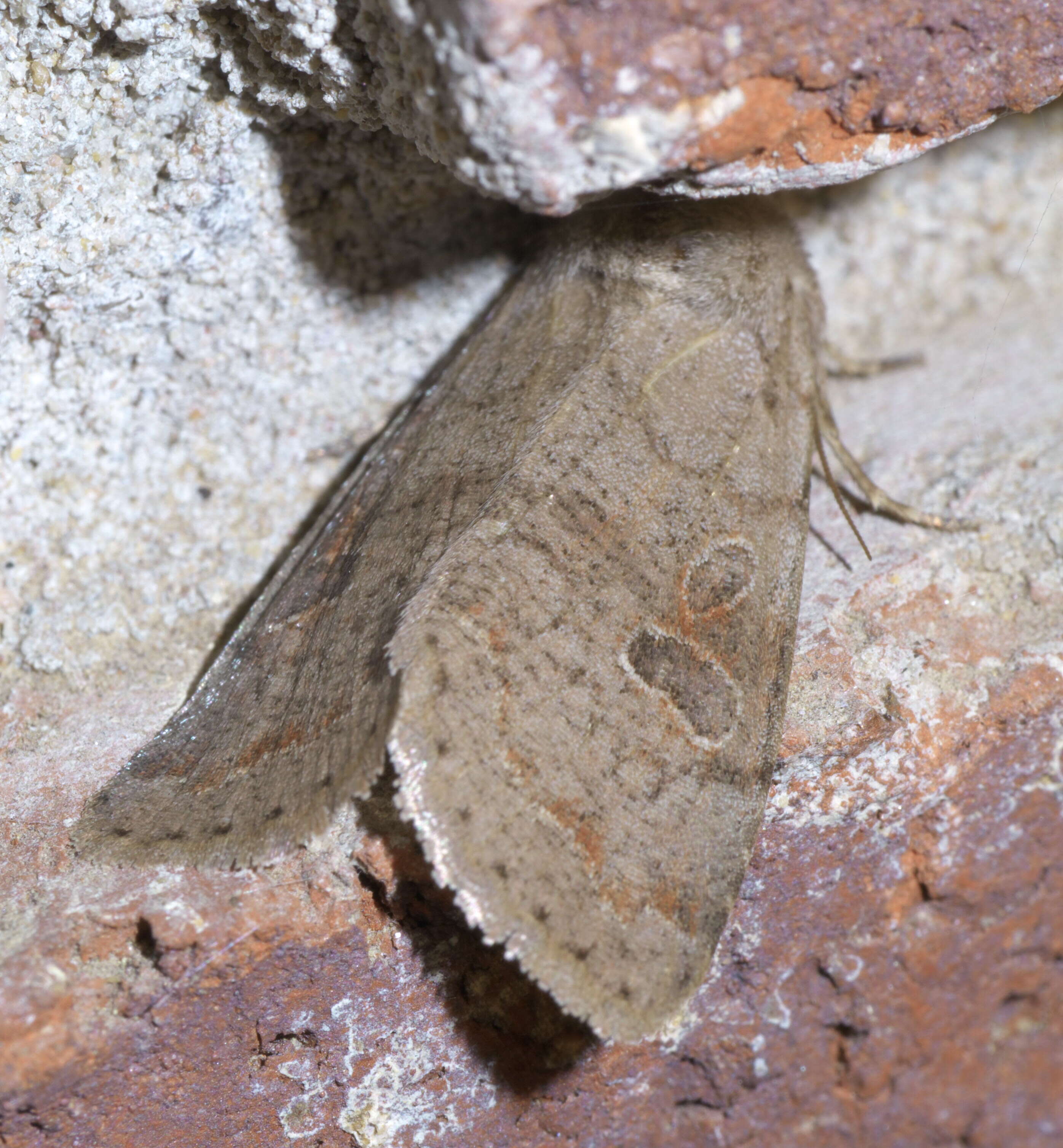 Imagem de Orthosia hibisci Guenée 1852