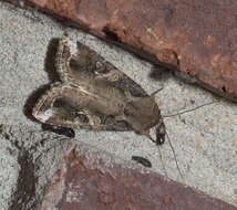 Image of Fall Armyworm Moth