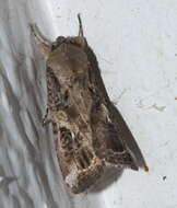 Image of Fall Armyworm Moth