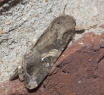 Image of Fall Armyworm Moth