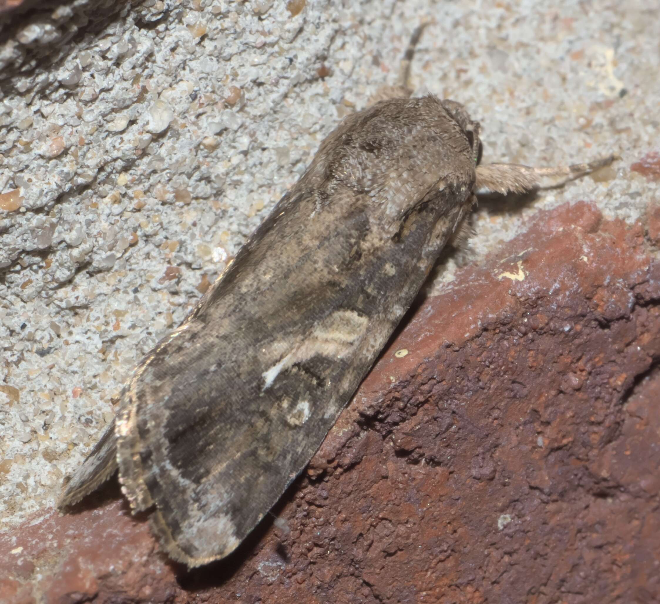 Image of Fall Armyworm Moth