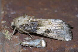 Image of Yellow-striped Armyworm Moth