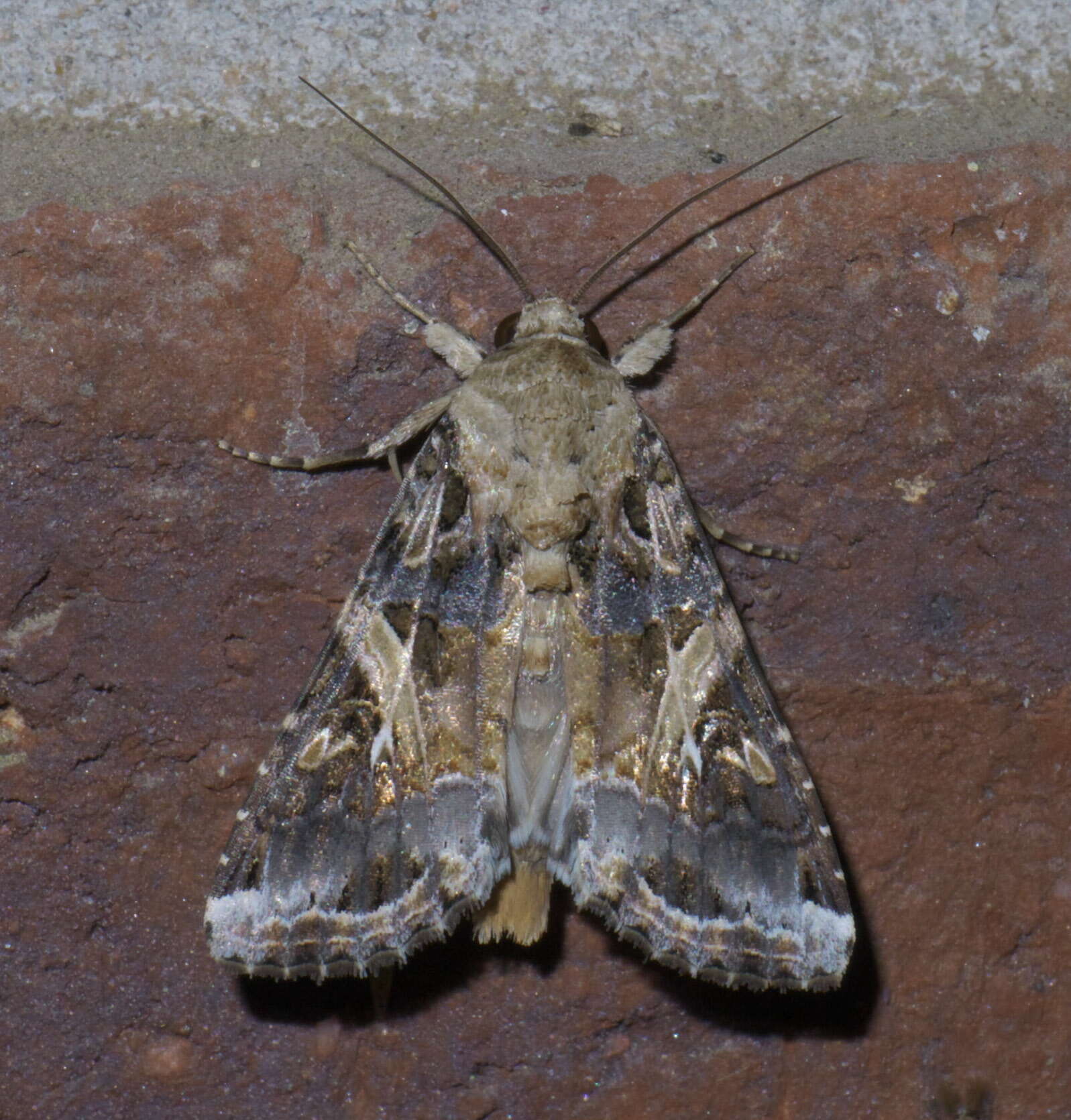 Image of Yellow-striped Armyworm Moth