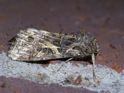 Image of Yellow-striped Armyworm Moth