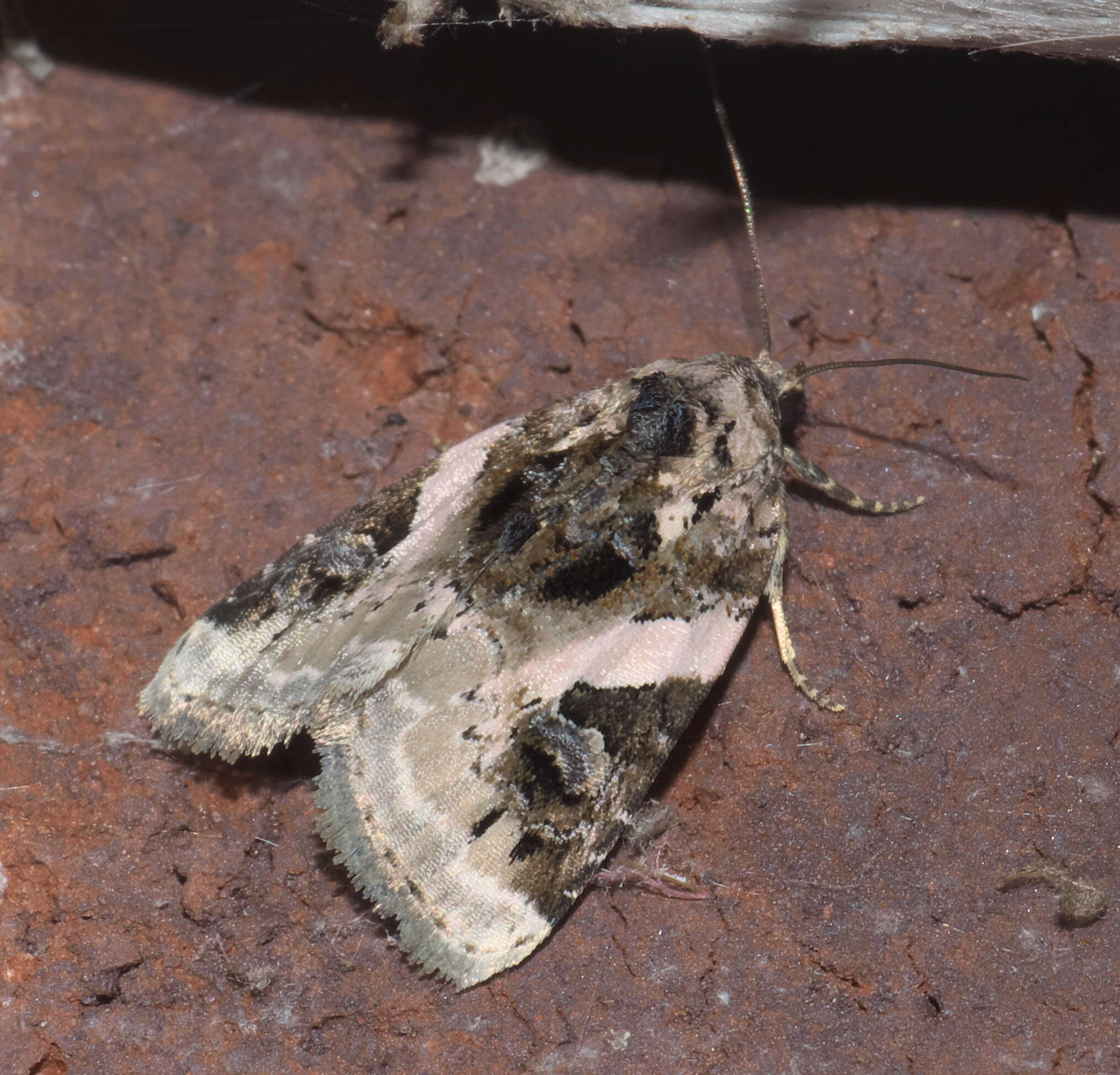 Image of Pseudeustrotia carneola