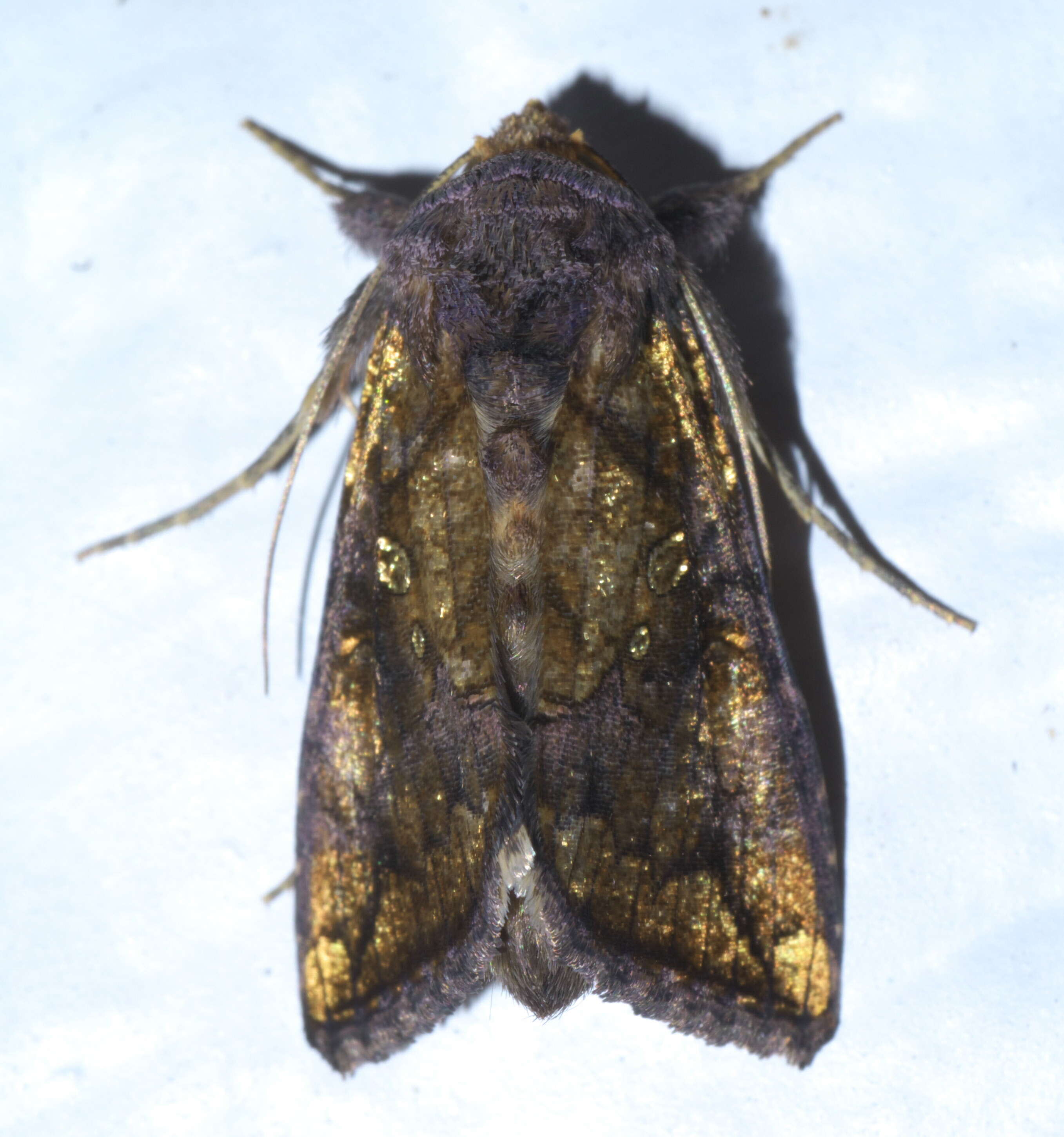 Слика од Argyrogramma