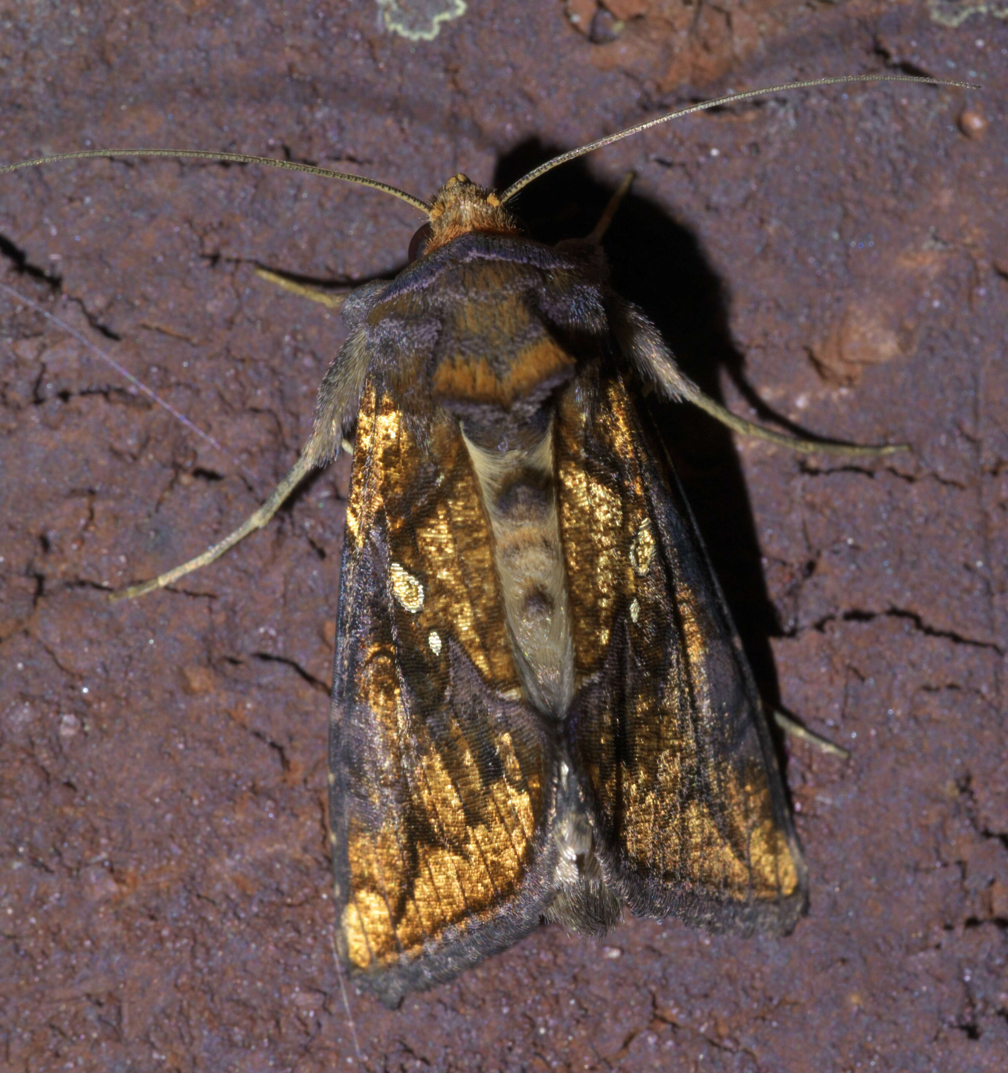 Слика од Argyrogramma