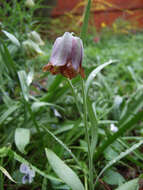 Image of Fritillaria