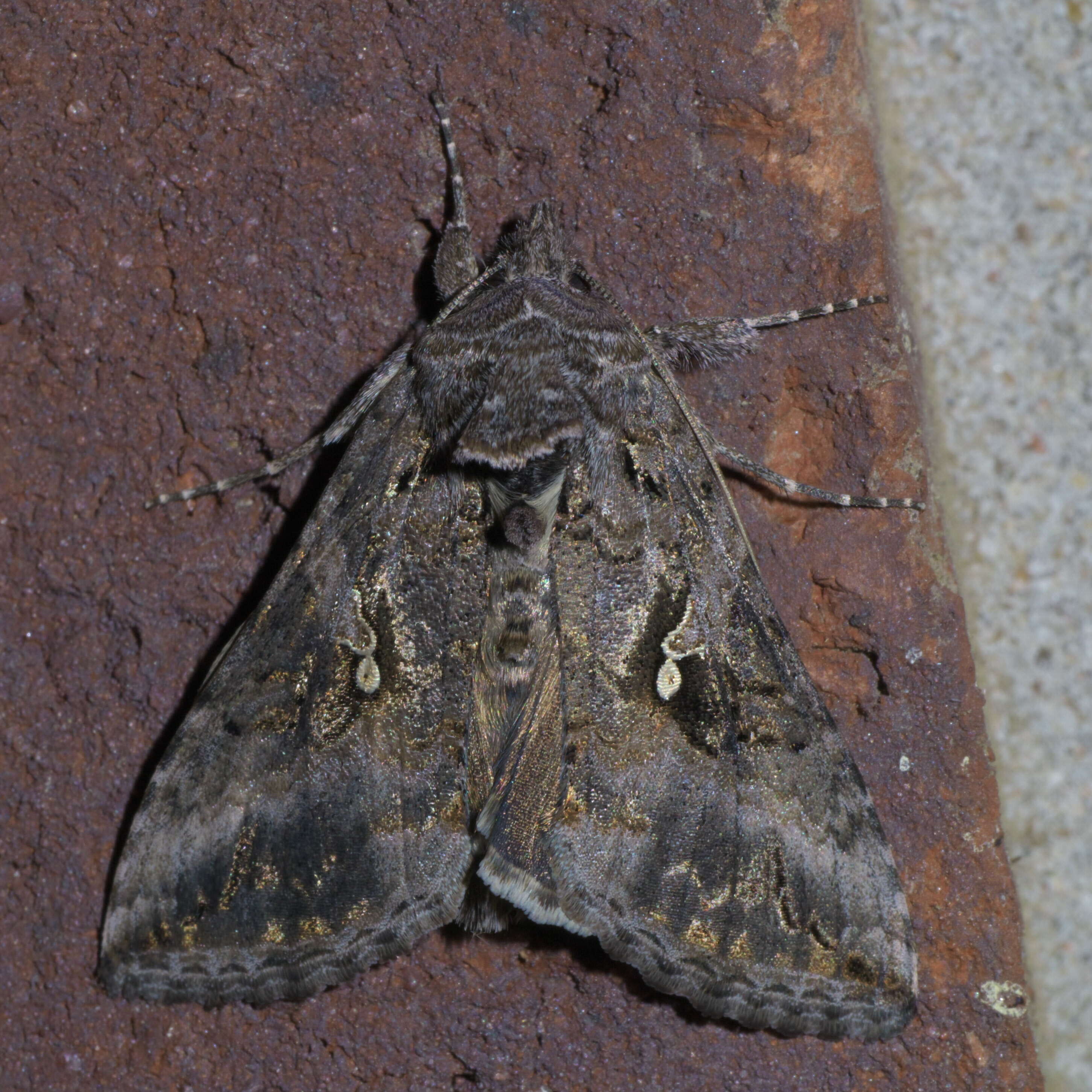 Image of Alfalfa Looper Moth