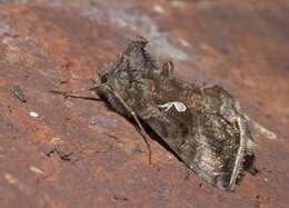 Image of Common Looper