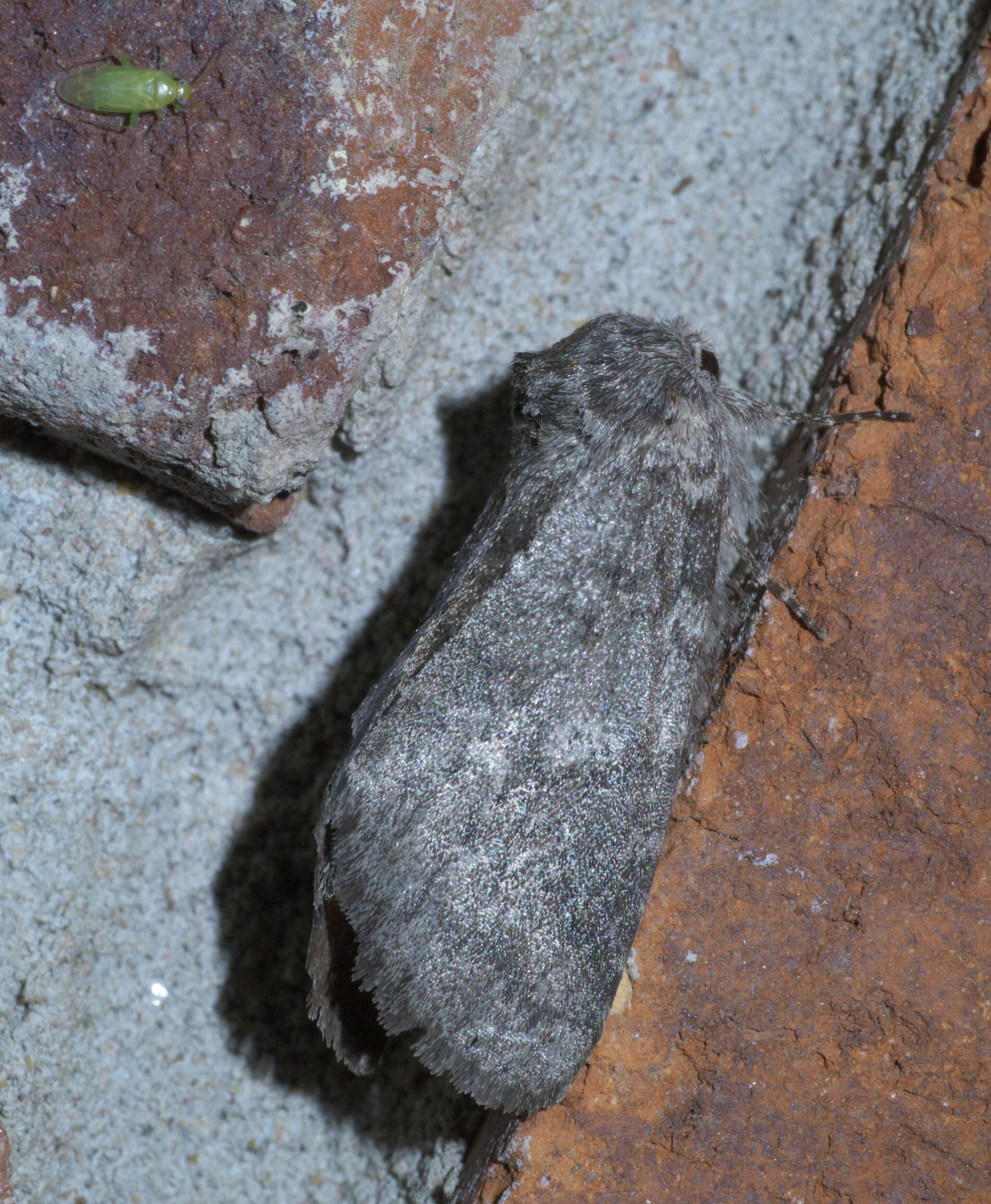 Image of Variable Oakleaf Caterpillar Moth