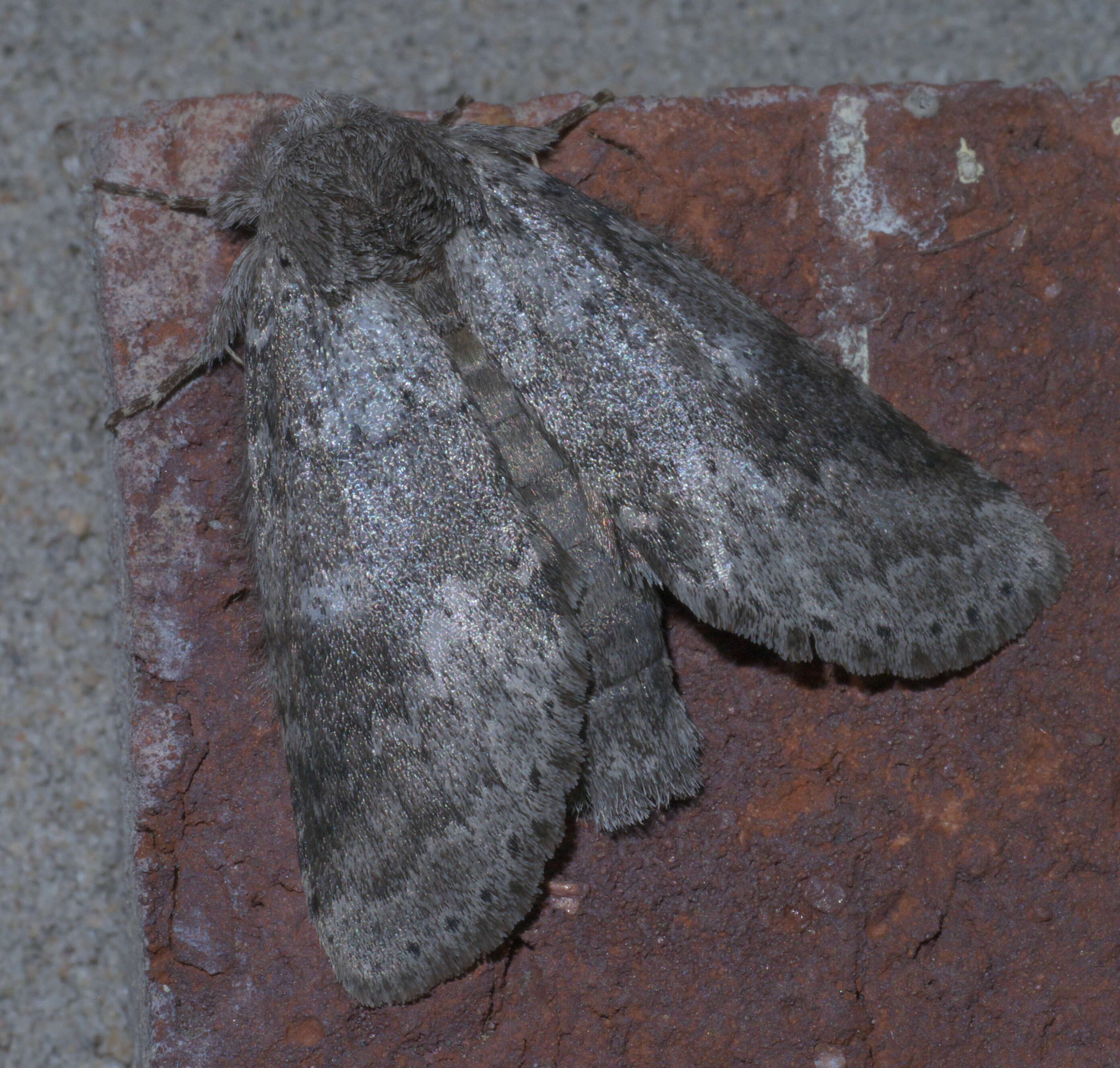 Image of Variable Oakleaf Caterpillar Moth