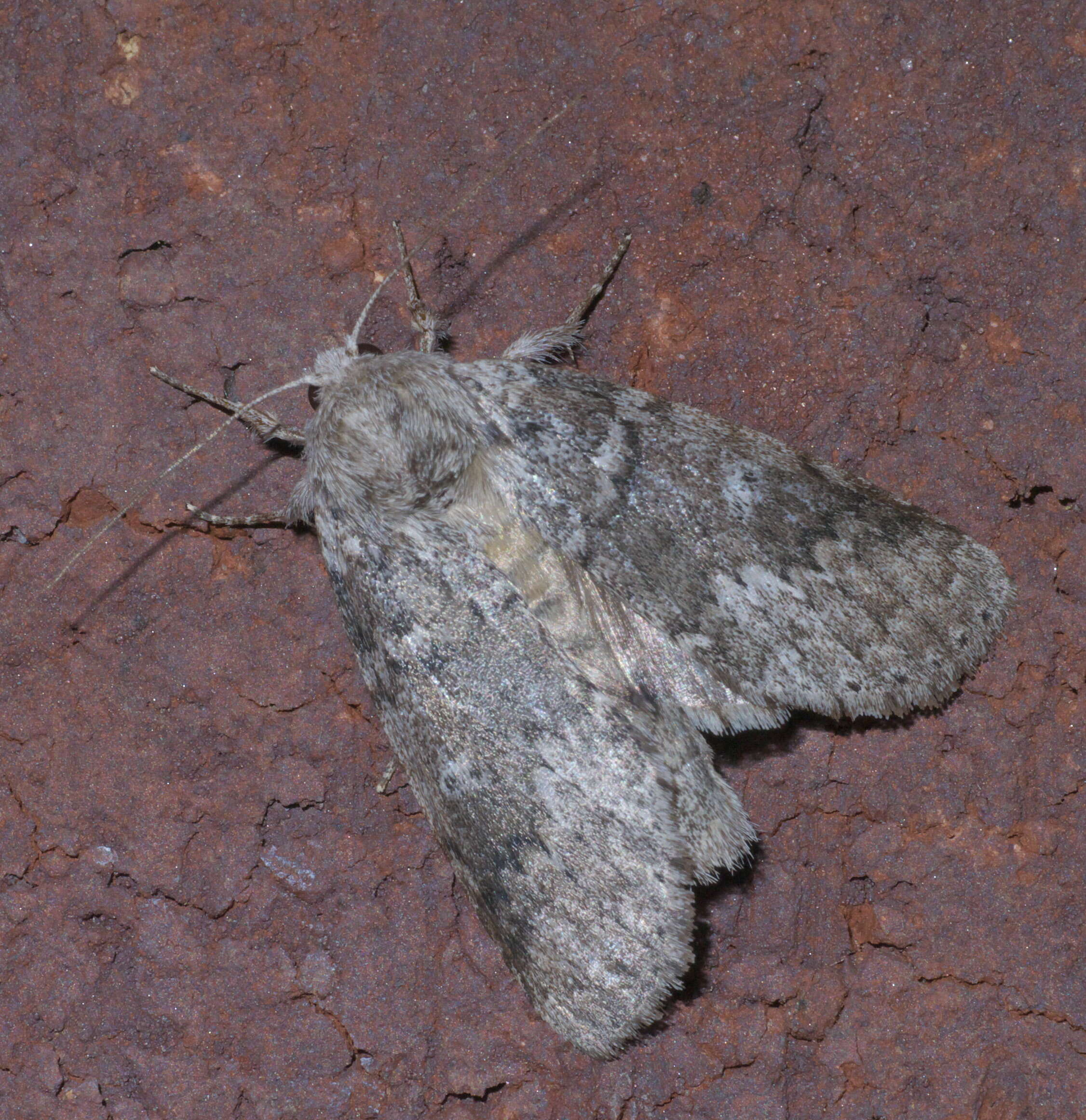 Image of Variable Oakleaf Caterpillar Moth