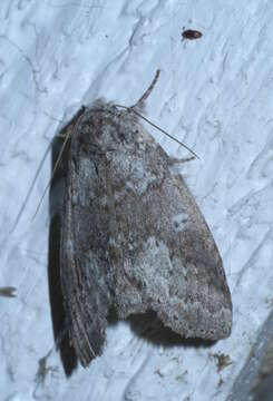 Image of Variable Oakleaf Caterpillar Moth